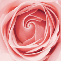 Close up of a rose